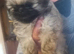 Reduced, All my sisters have found there forever home ,stunning imperial shihTzu puppy ready to go