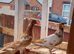 Yellow mueleman racing pigeon for sale