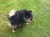 10 months old boy looking forever home
