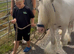SD Cob Gelding 12hh