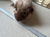 6 month old male Californian