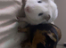 Two male guinea pigs
