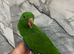 Friendly Baby HandReared Super Tame Cuddly Eclectus Parrot,28