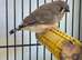 Young zebra finches
