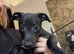Whippet Puppy&rsquo;s ️️️
