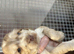 Beautiful cocker spaniels