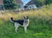 German shepherd for stud