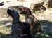 Labrador pups