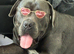 Cane corso male (max)