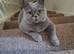 Female British Blue