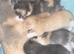 Reduced bsh boy 450