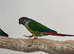 Proven breeding conure pair
