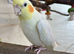 Lovely lutino hen