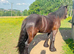 Registered fell gelding 2 year old