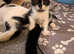 Cute kittens for sale to go to loving homes