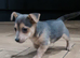 Jack Russell puppies
