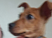 Lovely 1 year old 1Jack Russell for sale/rehome