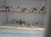 Zebra finch for sale