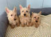 beautiful Scottish terrier puppy’s