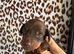 Miniature dashound puppies