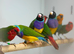 Goulding finch