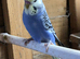 Baby Budgies