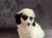 Stunning Cavapoo puppies