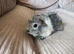Baby guinea pig