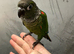 Hand reared baby conure parrot available