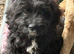 Cockapoo