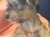 2 Chinese crested puppies