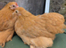 Pekin bantam hens and pullets