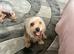 6 Pure breed pedigree puppies