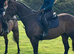 16.2H All Rounder Cosmo