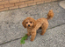 Small toy poodle