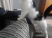 2 year old cat