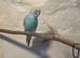 Baby budgies