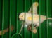 Mosaic canary male