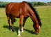 RID 2year old gelding