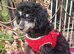 Adorable Miniature poodle Puppies