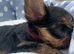 Miniature Yorkshire terrier