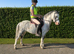 Registered section A gelding