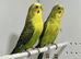 Black Wing Budgies For Sale