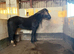Part time loan for my handsome 15.3hh Welsh D gelding (&pound;20 a week)