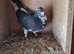 Raceing pigeons