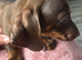 Mini Dachshund Boy