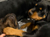 Rottweiller puppie for sale