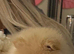 Toy Pomeranian 11months boy