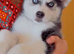 Siberian Husky puppy