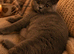 British Shorthair Pedigree Kittens